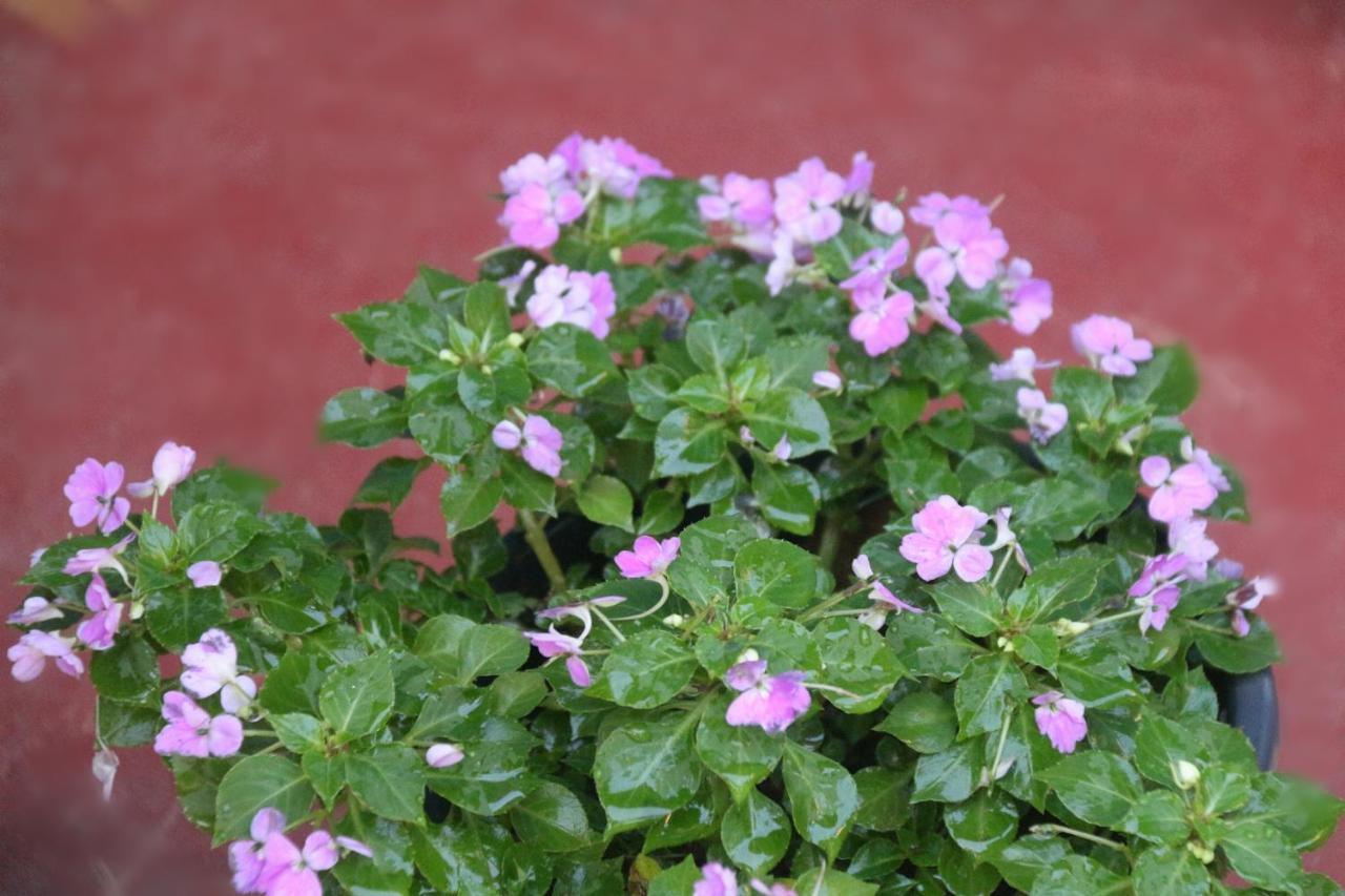 Apple Sara Home Stay Kandy Exterior foto